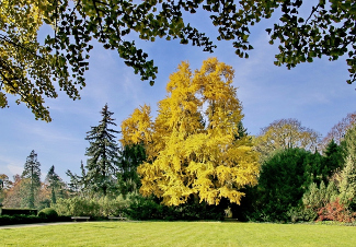 Ginkgo im Nordischen Garten